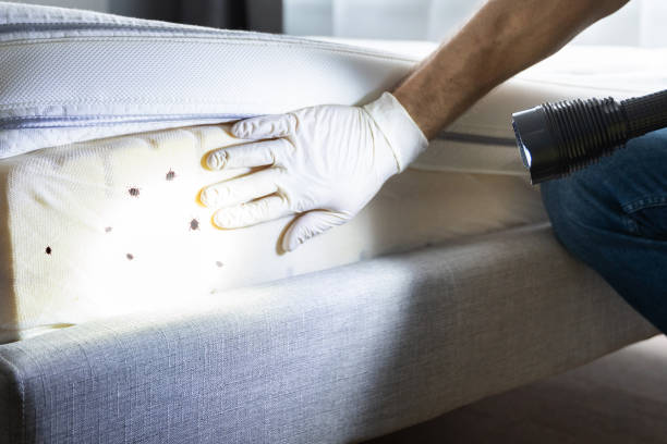 Best Pest Control for Businesses  in Three Rivers, CA