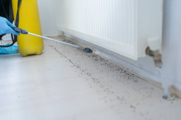 Flea Control Services in Three Rivers, CA